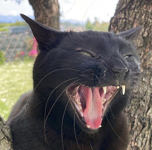 Смешной чёрный котик зевает
